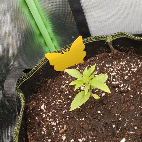 Master Kush, feminisiert growlog timeline photo