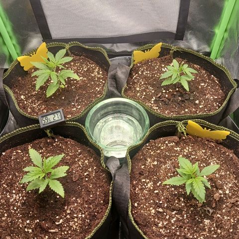 Master Kush, feminisiert growlog timeline photo