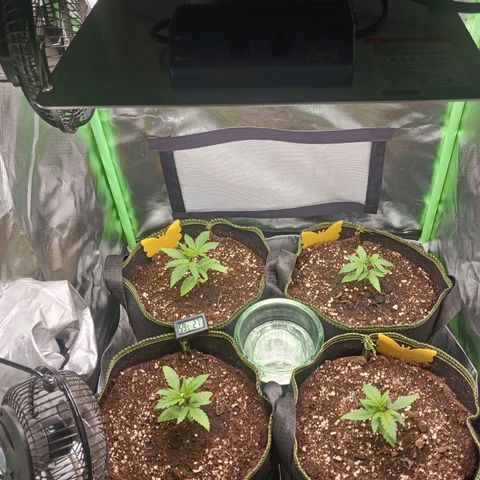 Master Kush, feminisiert growlog timeline photo