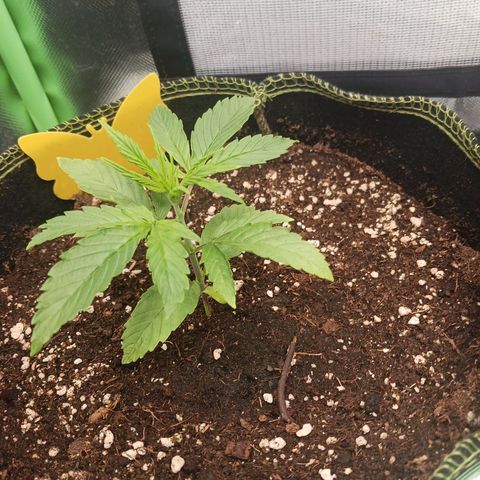 Master Kush, feminisiert growlog timeline photo