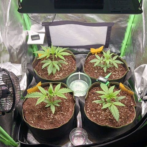 Master Kush, feminisiert growlog timeline photo