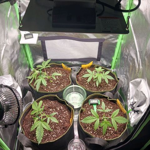 Master Kush, feminisiert growlog timeline photo