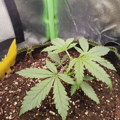 Master Kush, feminisiert growlog timeline photo