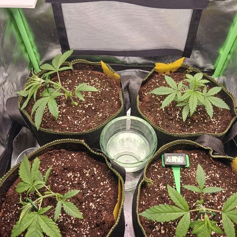 Master Kush, feminisiert growlog timeline photo