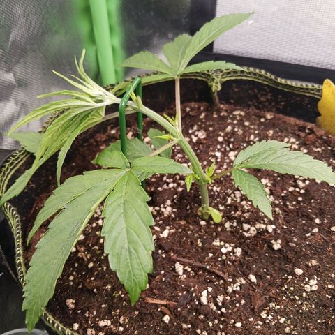 Master Kush, feminisiert growlog timeline photo