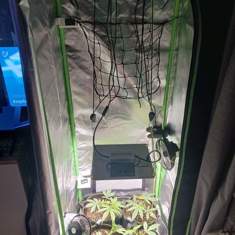 Master Kush, feminisiert growlog timeline photo