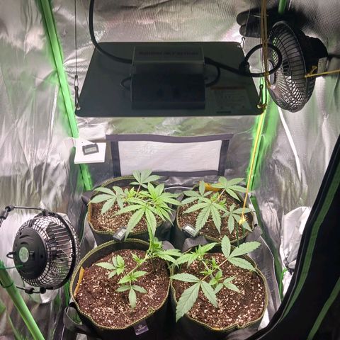 Master Kush, feminisiert growlog timeline photo