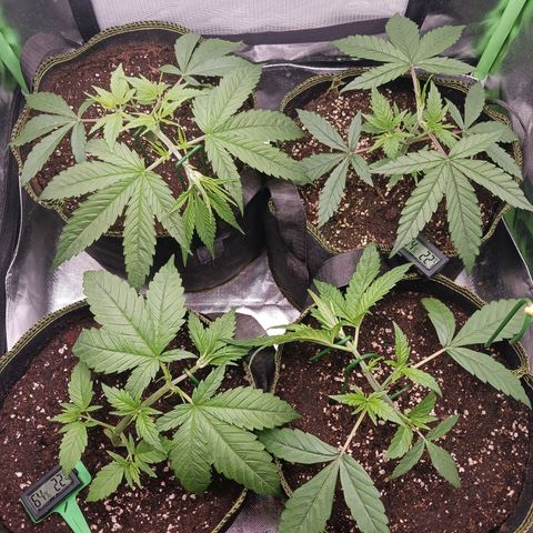 Master Kush, feminisiert growlog timeline photo