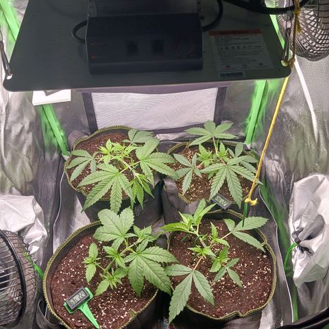 Master Kush, feminisiert growlog timeline photo