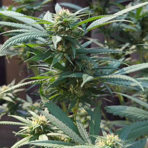 Elara growlog timeline photo