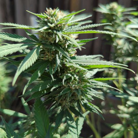 Elara growlog timeline photo