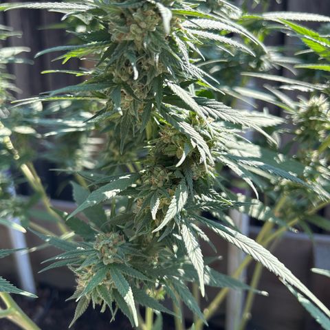 Elara growlog timeline photo