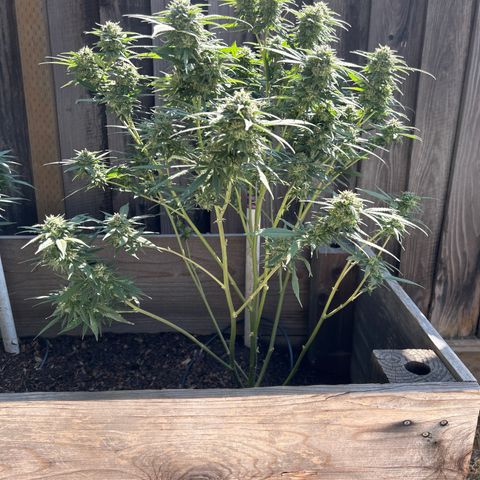 Elara growlog timeline photo