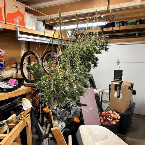 Elara growlog timeline photo