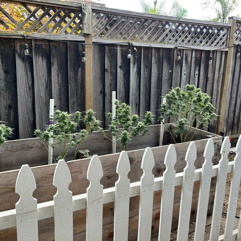 Elara growlog timeline photo