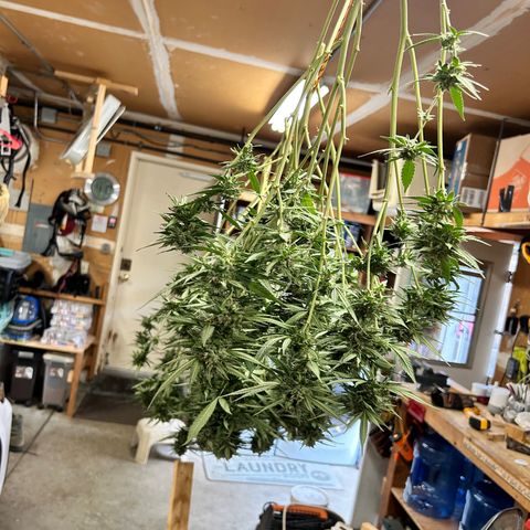 Elara growlog timeline photo