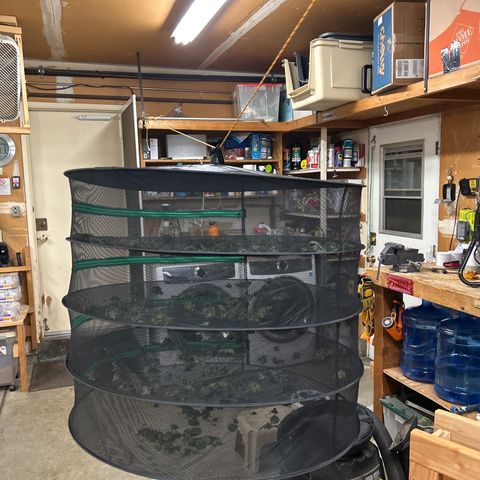 Elara growlog photo: Drying the buds using a herb dryer and two fans blowing. Temp is 70F and 79 humidity. 