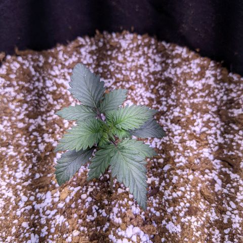 Girl Scout Cookies growlog timeline photo