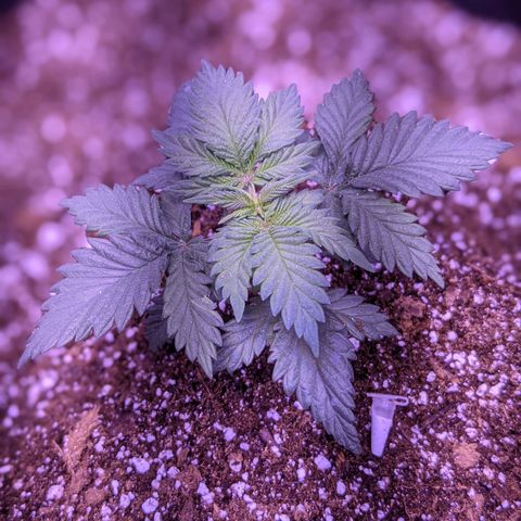 Girl Scout Cookies growlog timeline photo
