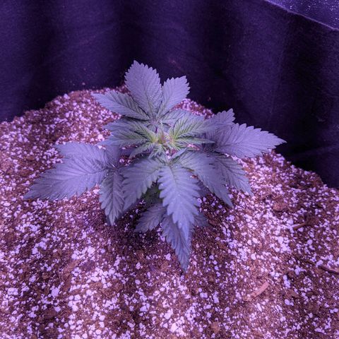Girl Scout Cookies growlog timeline photo