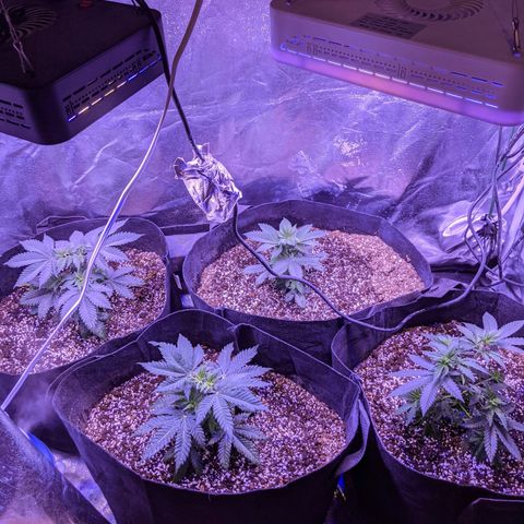 Girl Scout Cookies growlog timeline photo