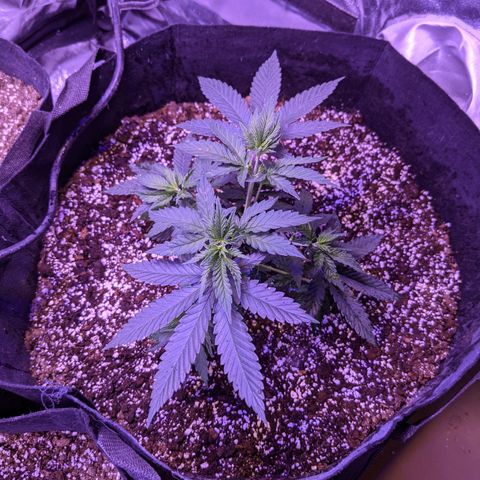Girl Scout Cookies growlog timeline photo