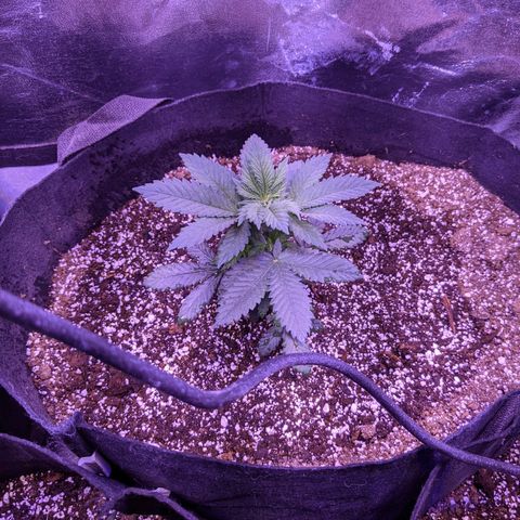 Girl Scout Cookies growlog timeline photo