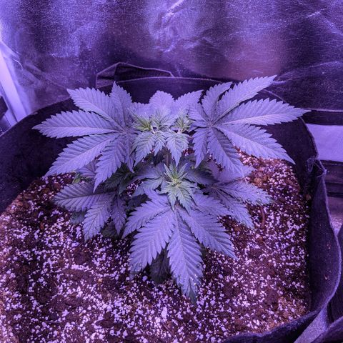 Girl Scout Cookies growlog timeline photo