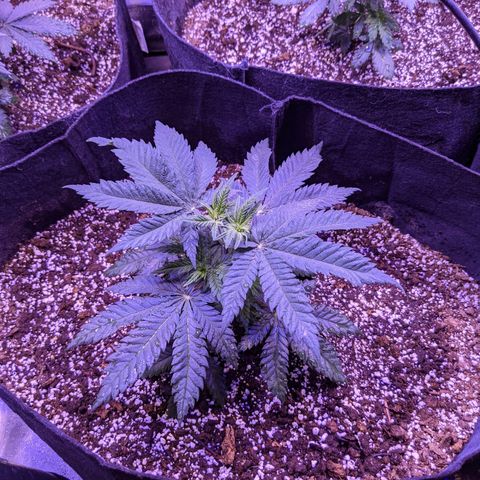 Girl Scout Cookies growlog timeline photo