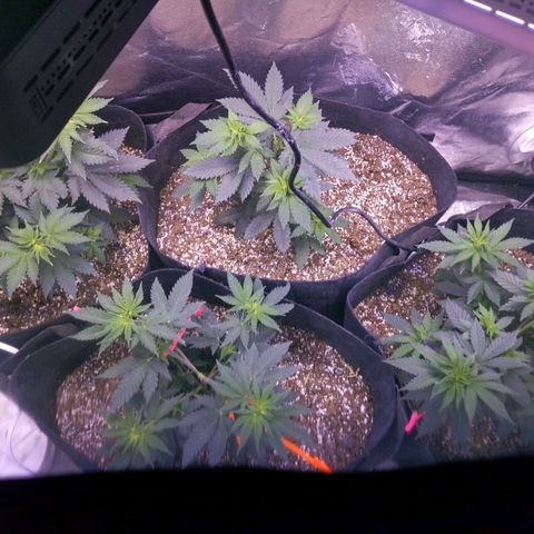 Girl Scout Cookies growlog timeline photo