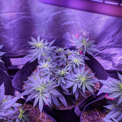 Girl Scout Cookies growlog timeline photo
