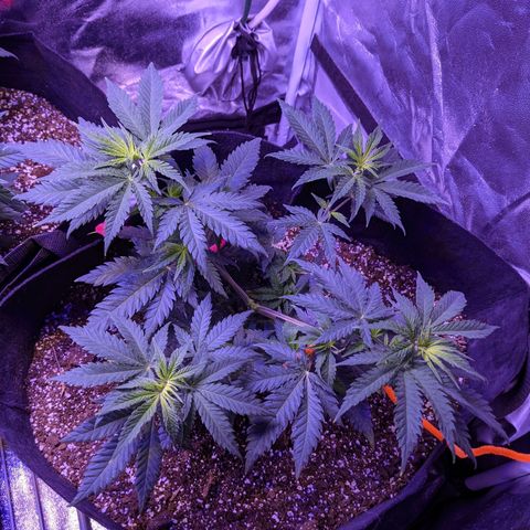 Girl Scout Cookies growlog timeline photo