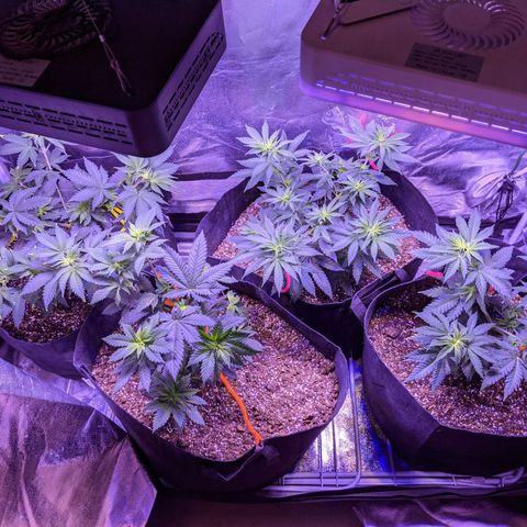 Girl Scout Cookies growlog timeline photo