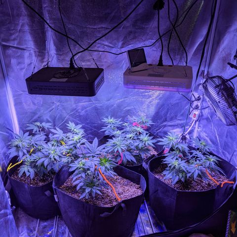 Girl Scout Cookies growlog timeline photo