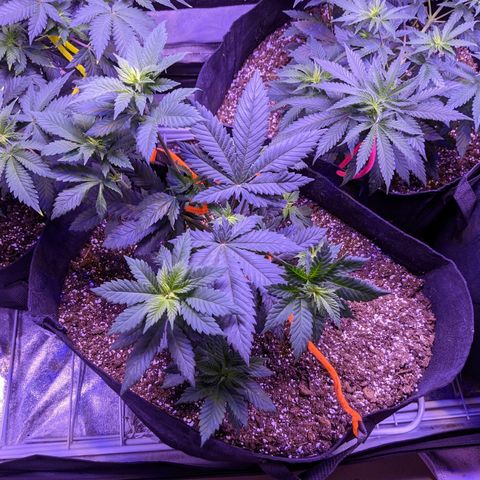 Girl Scout Cookies growlog timeline photo
