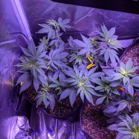 Girl Scout Cookies growlog timeline photo
