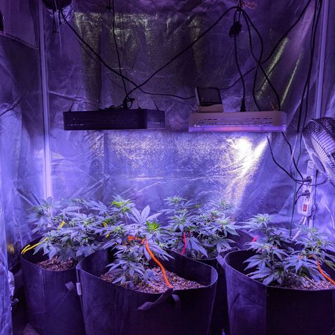 Girl Scout Cookies growlog timeline photo