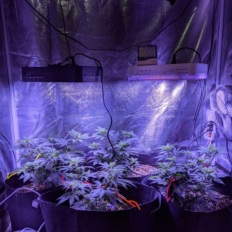 Girl Scout Cookies growlog timeline photo