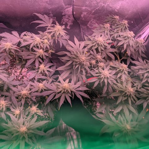 Girl Scout Cookies growlog timeline photo