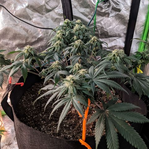 Girl Scout Cookies growlog timeline photo
