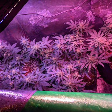 Girl Scout Cookies growlog timeline photo