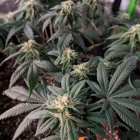 Girl Scout Cookies growlog timeline photo