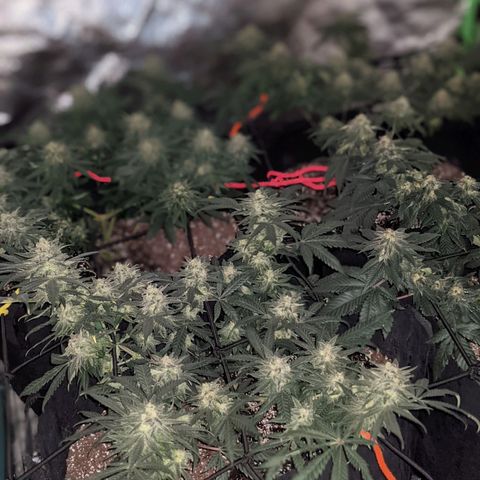 Girl Scout Cookies growlog timeline photo