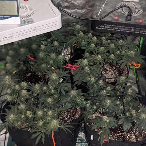 Girl Scout Cookies growlog timeline photo