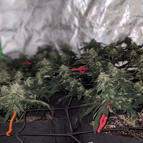 Girl Scout Cookies growlog timeline photo