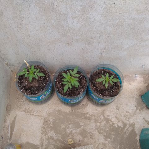 Lemon Haze Auto growlog timeline photo