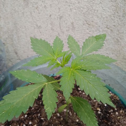 Lemon Haze Auto growlog timeline photo