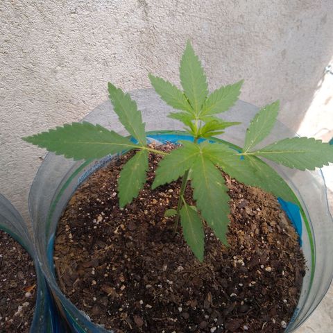 Lemon Haze Auto growlog timeline photo