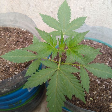Lemon Haze Auto growlog timeline photo