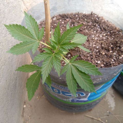 Lemon Haze Auto growlog timeline photo